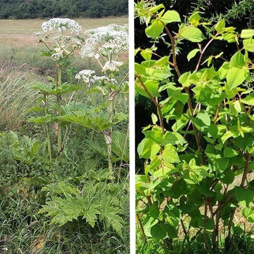 Photo of an Asian centipede and giant hogweed
